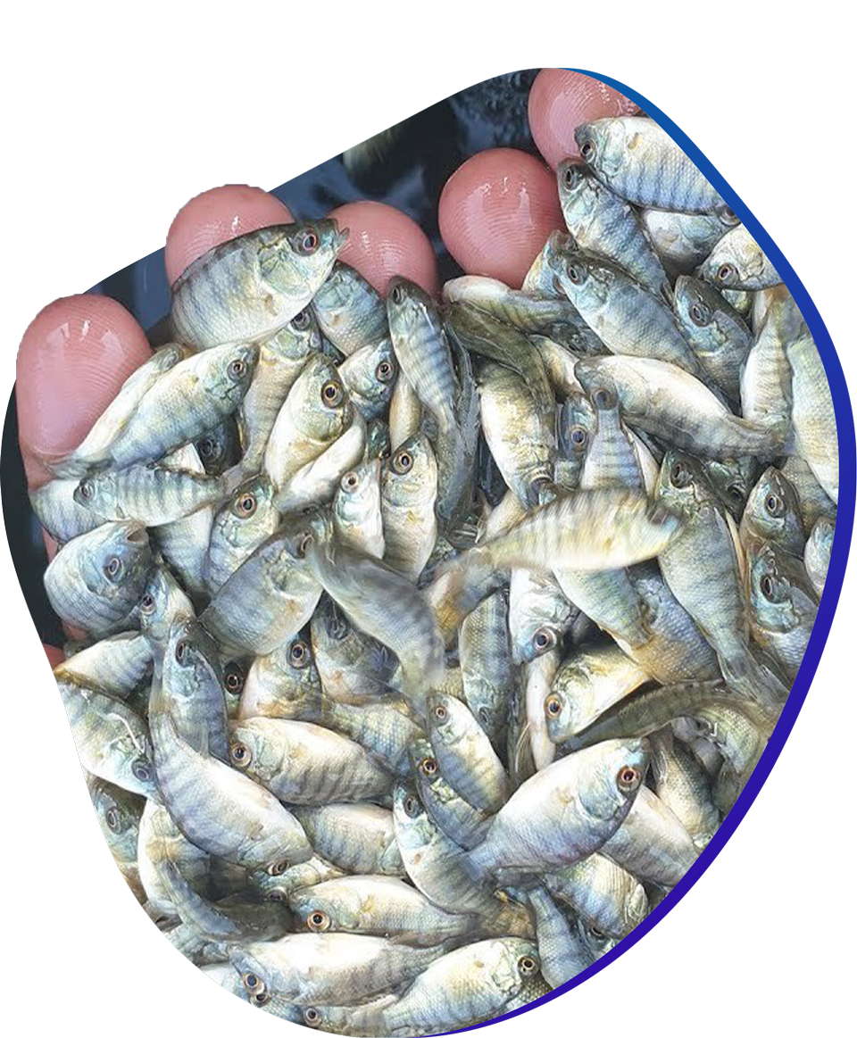 AFTAB BAHUMUKHI FARMS LTD.