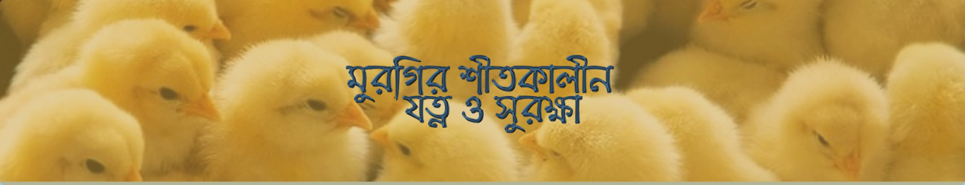মুরগির শীতকালীন যত্ন ও সুরক্ষা
