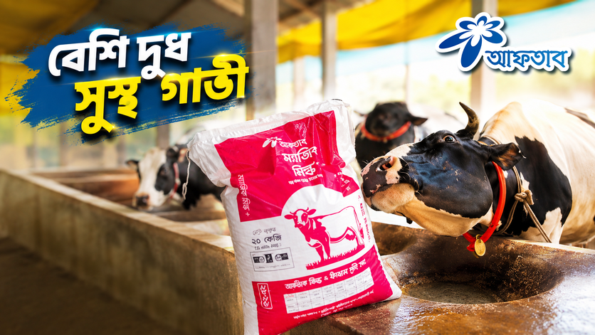 গাভীর দুধ ও ফ্যাট বাড়ছে না? জেনে নিন গাজীপুরের ফারুক ভাইয়ের সফলতার রহস্য!